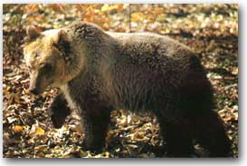 Orso Marsicano